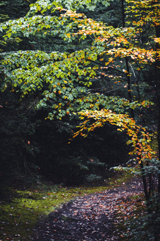 Take a break forest poster